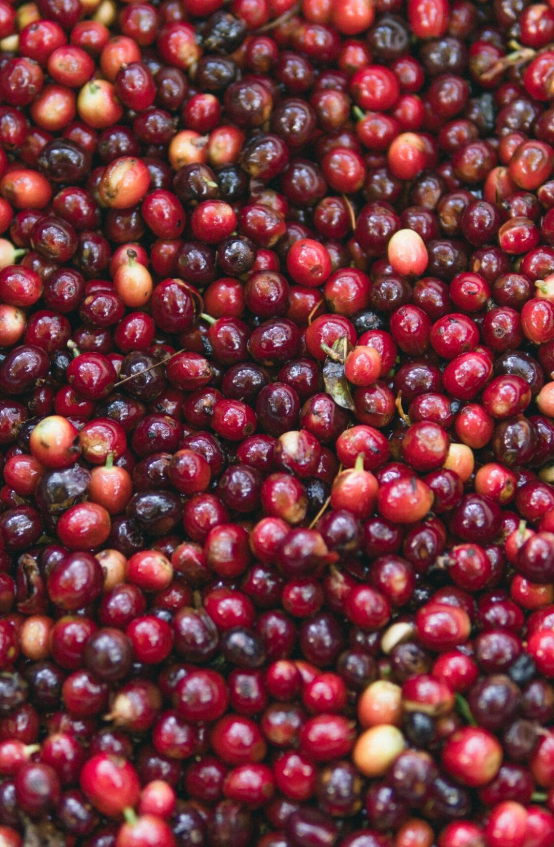 A,Closeup,Shot,Of,Red,Coffee,Beans