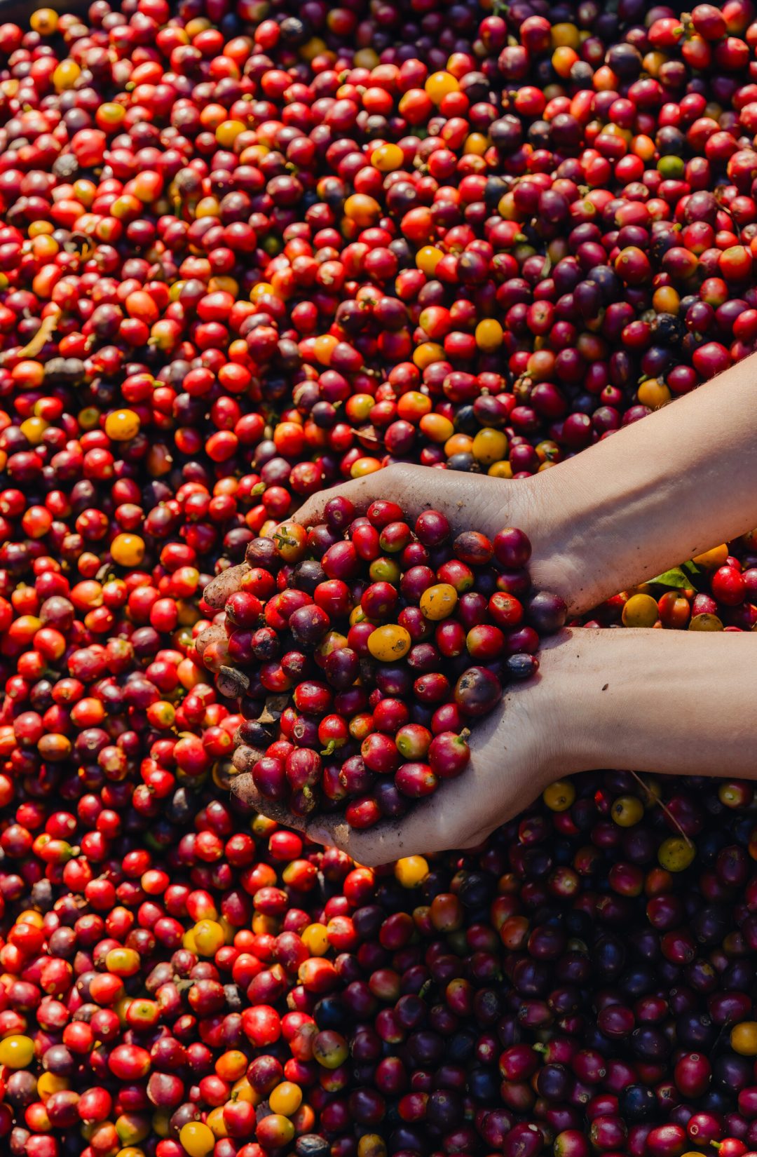 Fresh red berries coffee beans in hand. Harvesting coffee bean. A farmer is holding a handful of red berries. The fruit is ripe and ready to eat it is coffee beans.